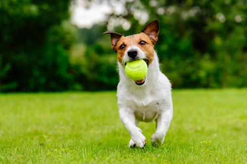 Dog training session at Hidden Acres Dog Resort in Mulvane Kansas